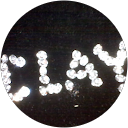 Clayton Colwell profile picture